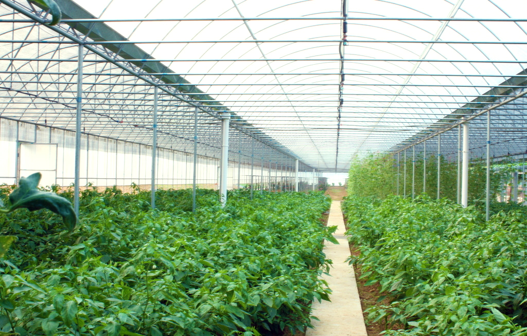 �߲˴������