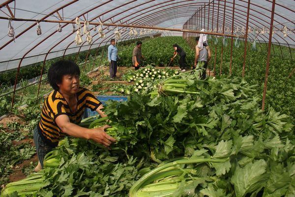 �߲���ֲ����