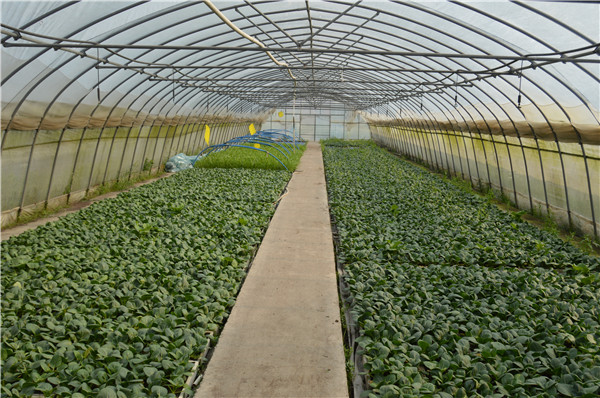 �߲���ֲ����