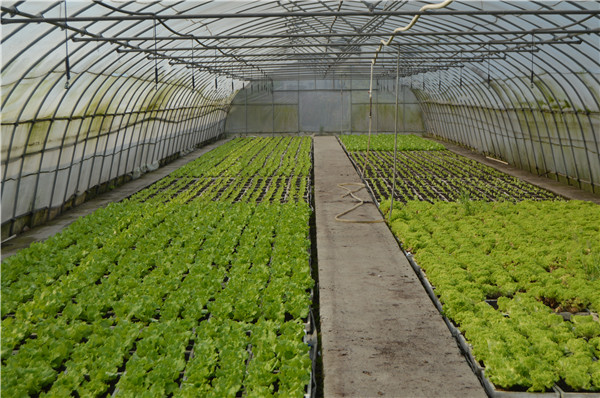 �߲˴������