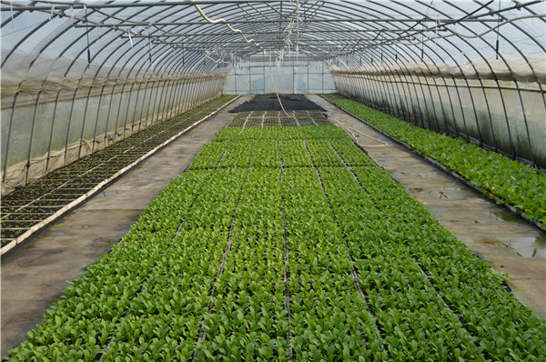 �߲˴������